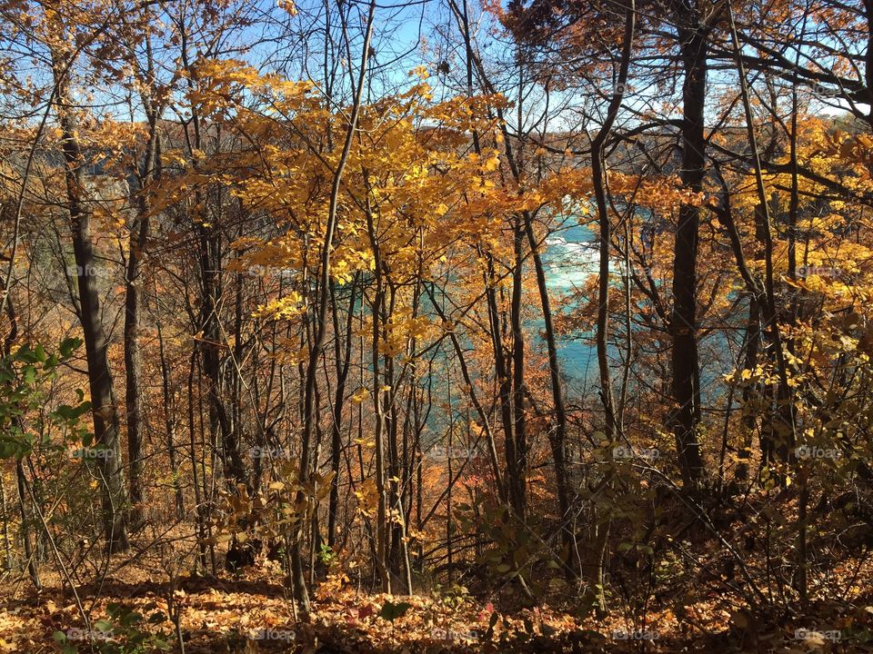 Niagara Gorge in Autumn