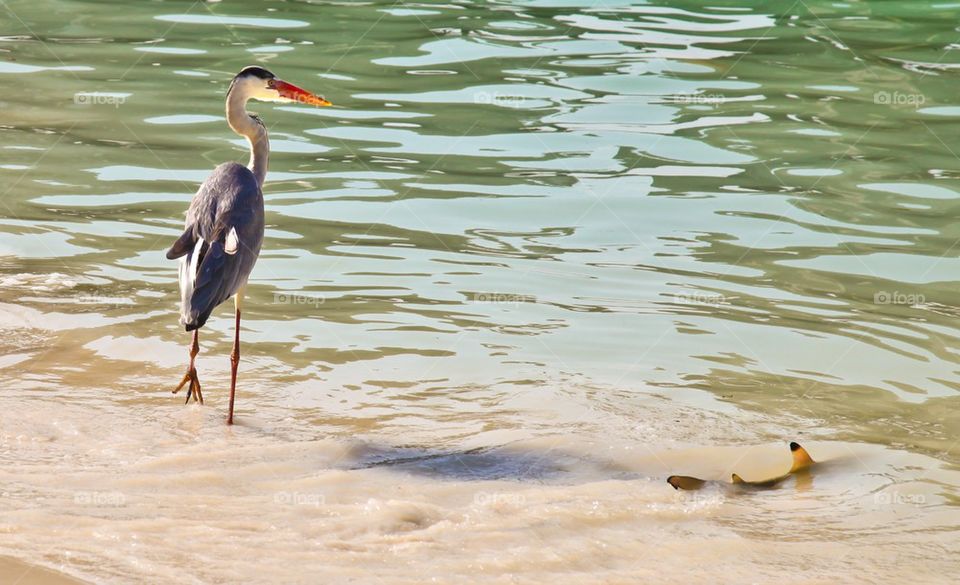 Heron and shark