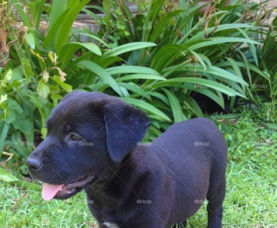 Labrador Puppy playing 