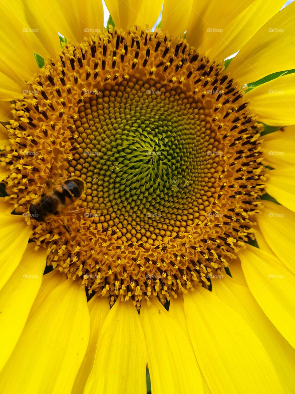 a bee collects pollen from a sunflower