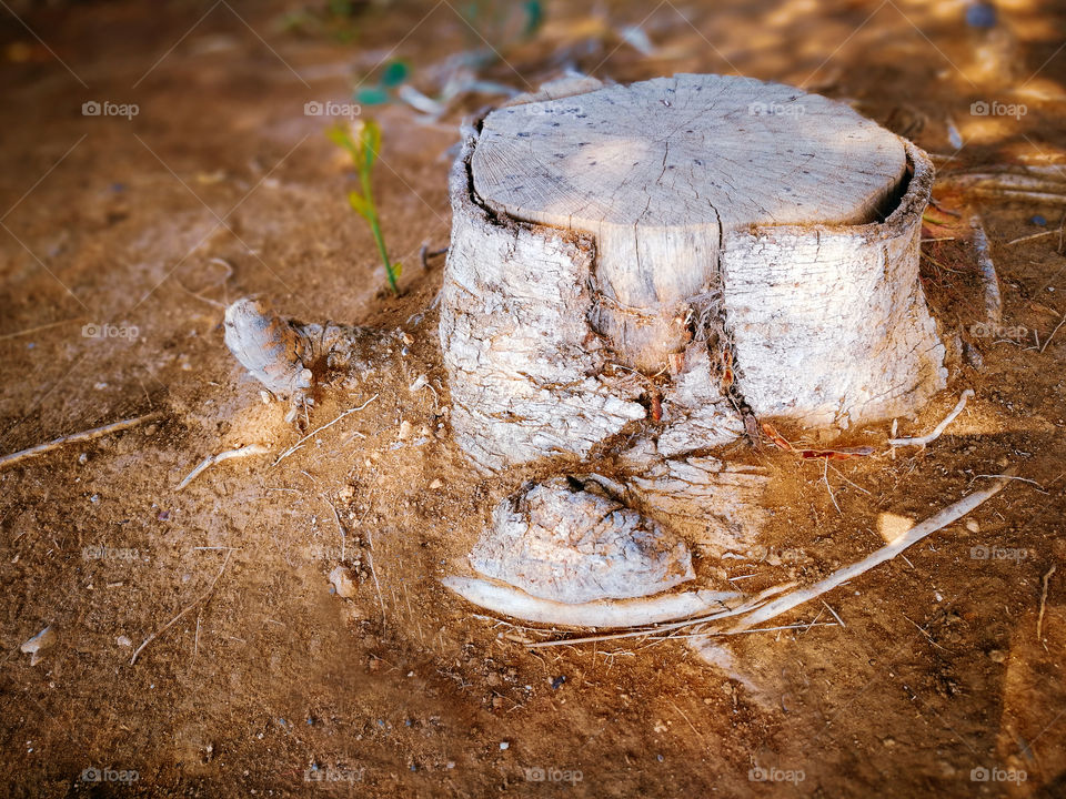 Tree stump