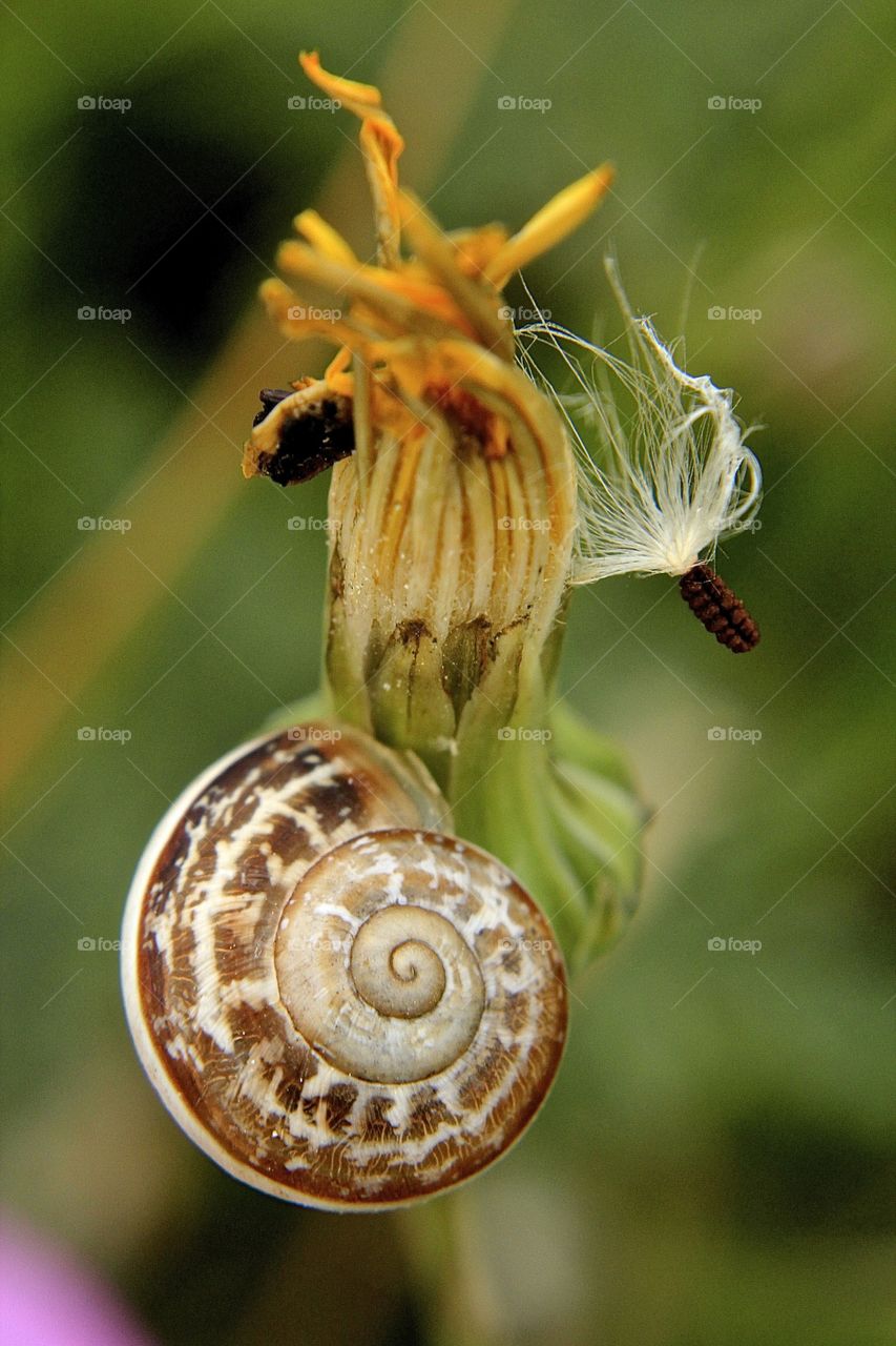 Close-up of snail hanging on flower