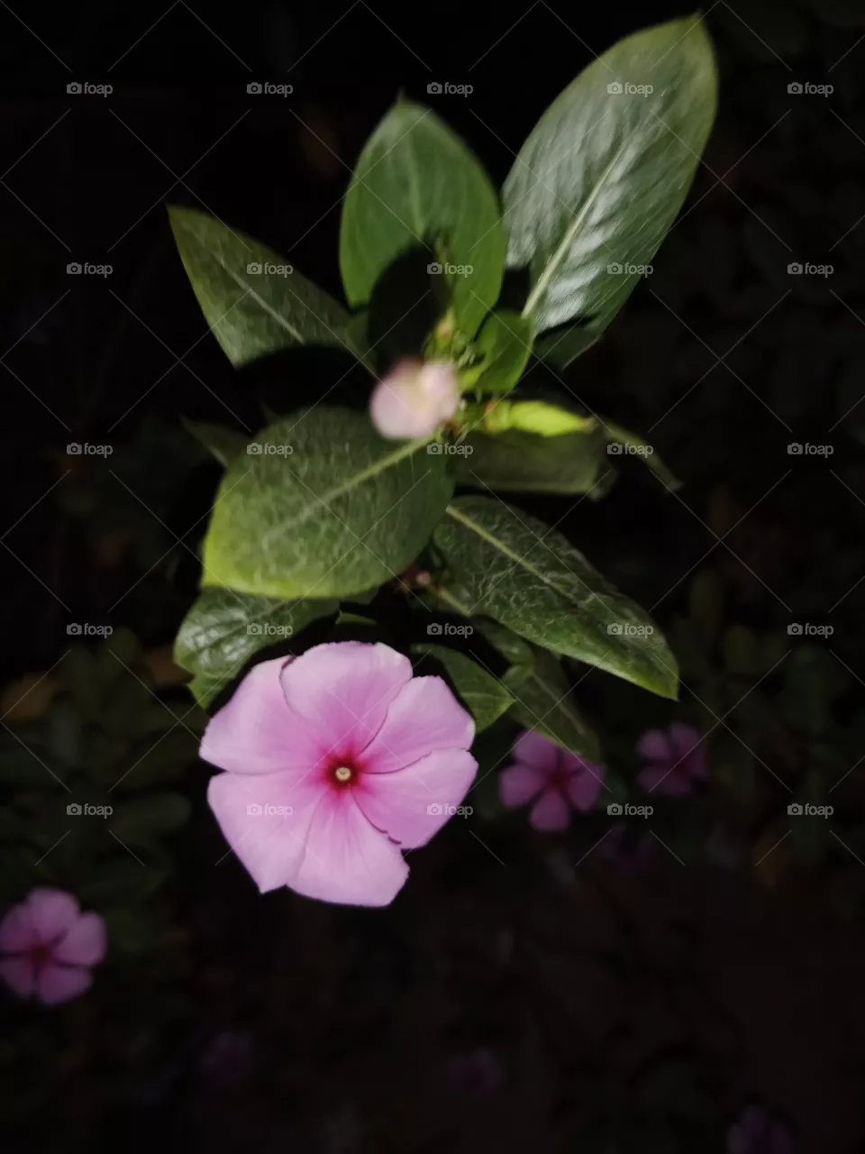 gili flower