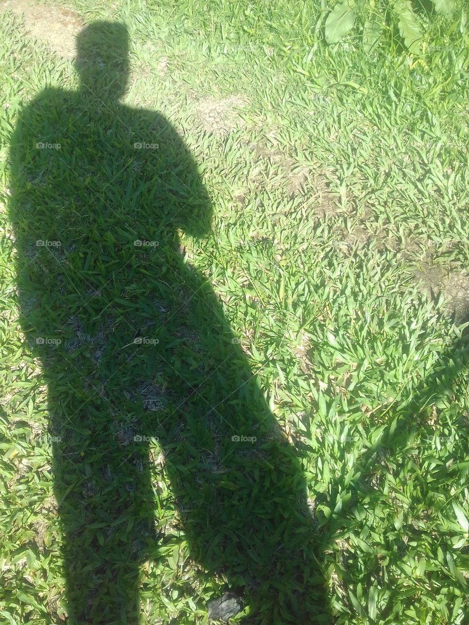 the shadow in the grass