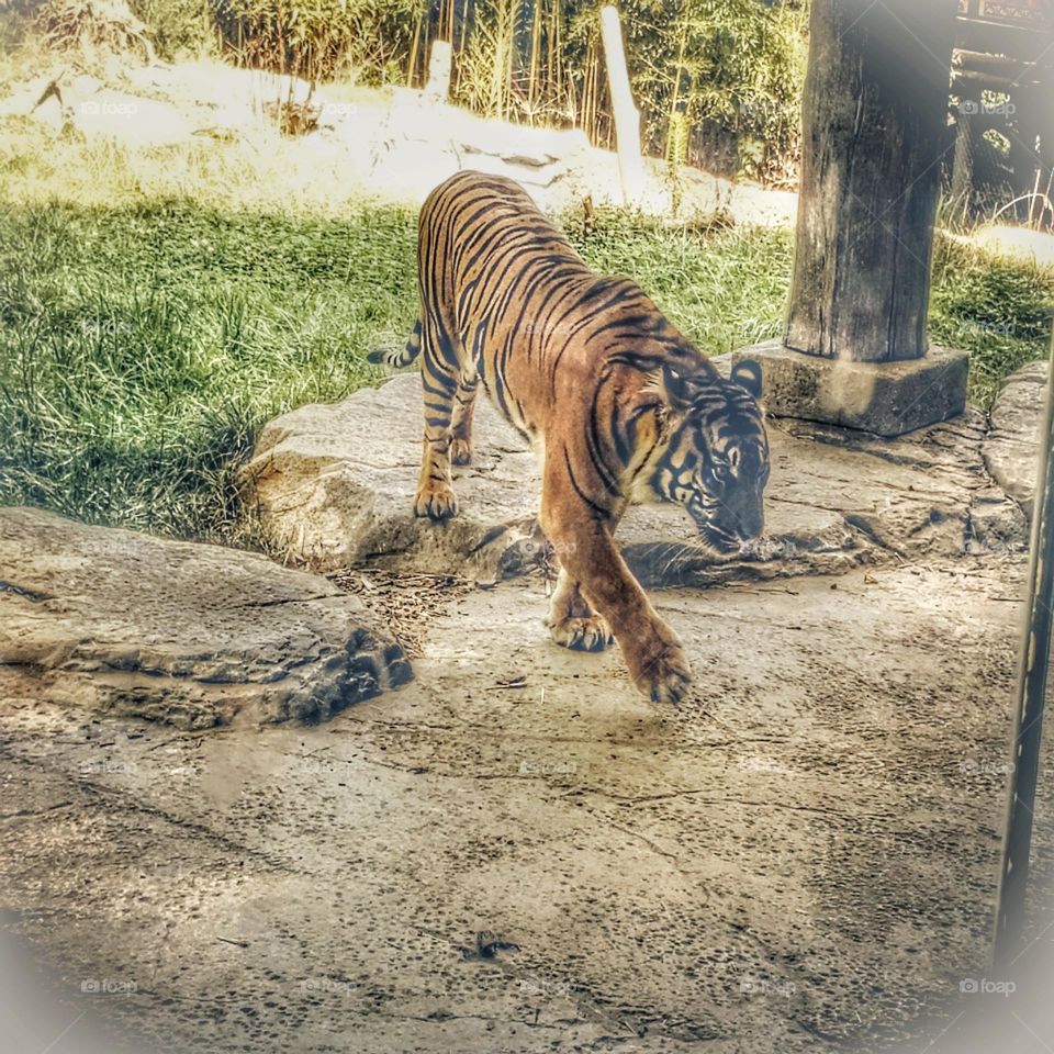 A photograph of a beautiful tiger at the Oakland zoo in California