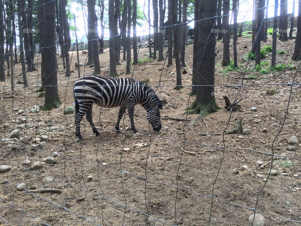 A zebra at the zoo.