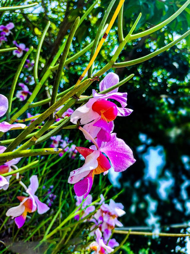 This picture of parrot flower looks very beautiful.  I took this flower photo at the park.
