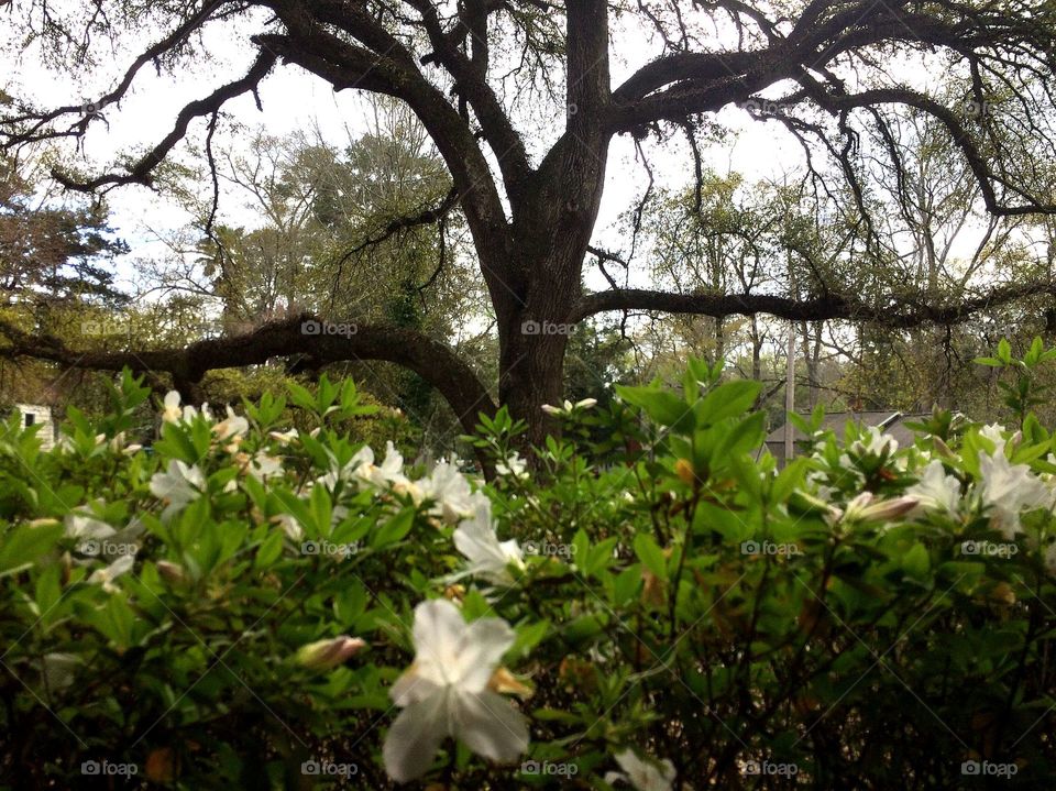 Azalea's and oak tree 