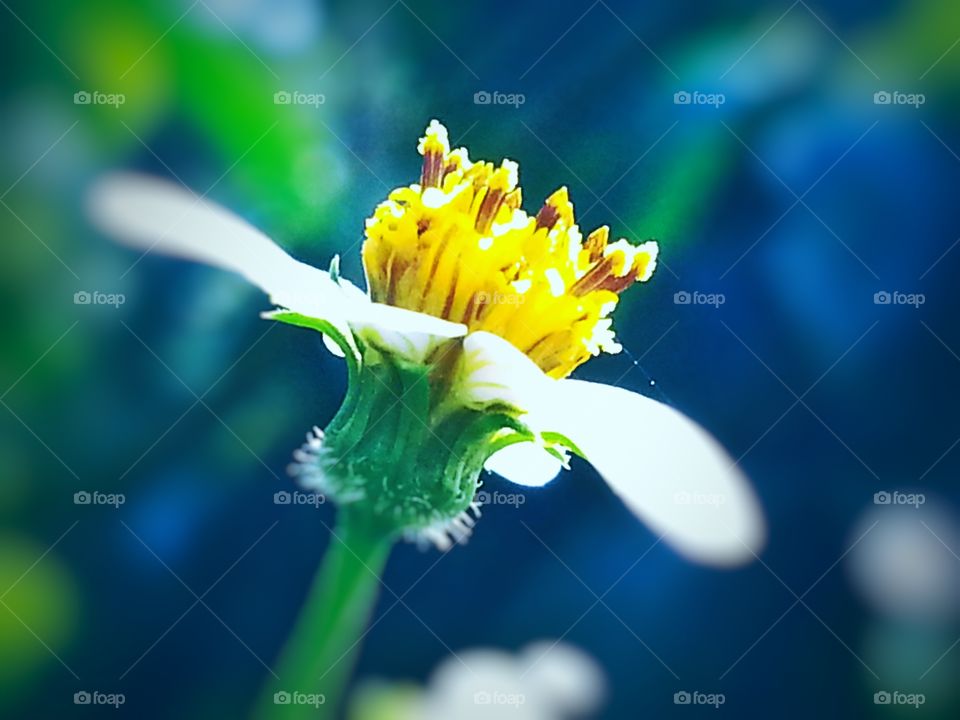 flower. comman flower