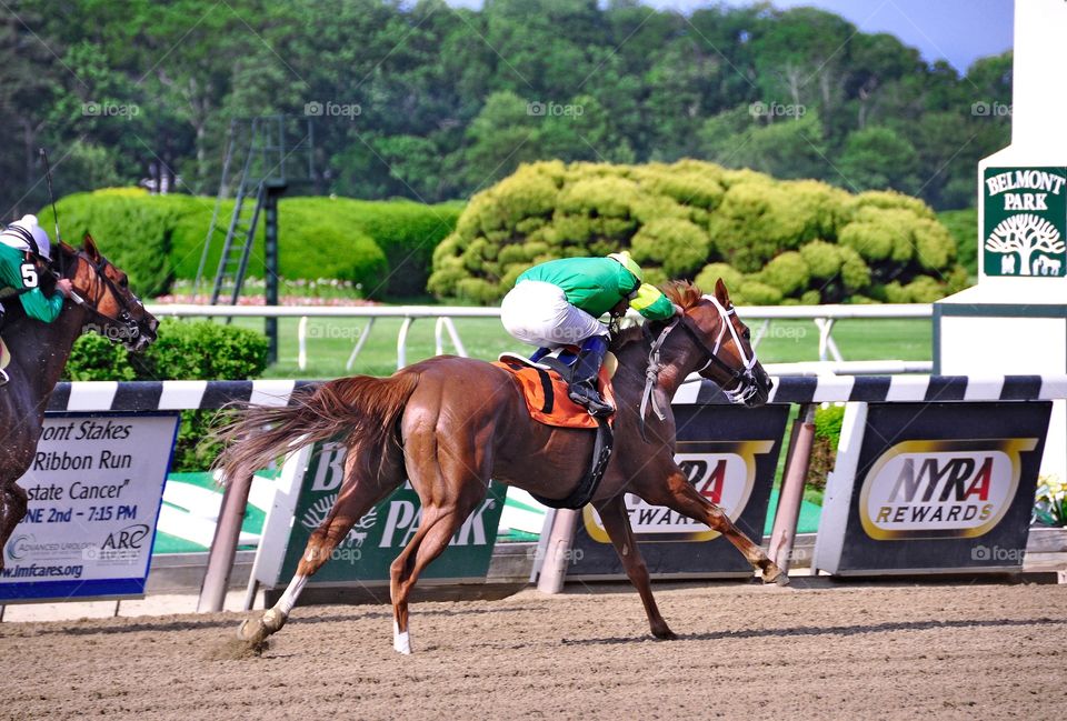 Victorious Legal Lady. Winning at beautiful Belmont Park where champions are crowned. Legal Lady a chestnut filly by Lawyer Ron. 