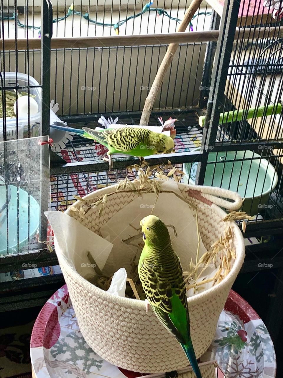 Kiwi and Coco together - Green parquets 🦜🦜 