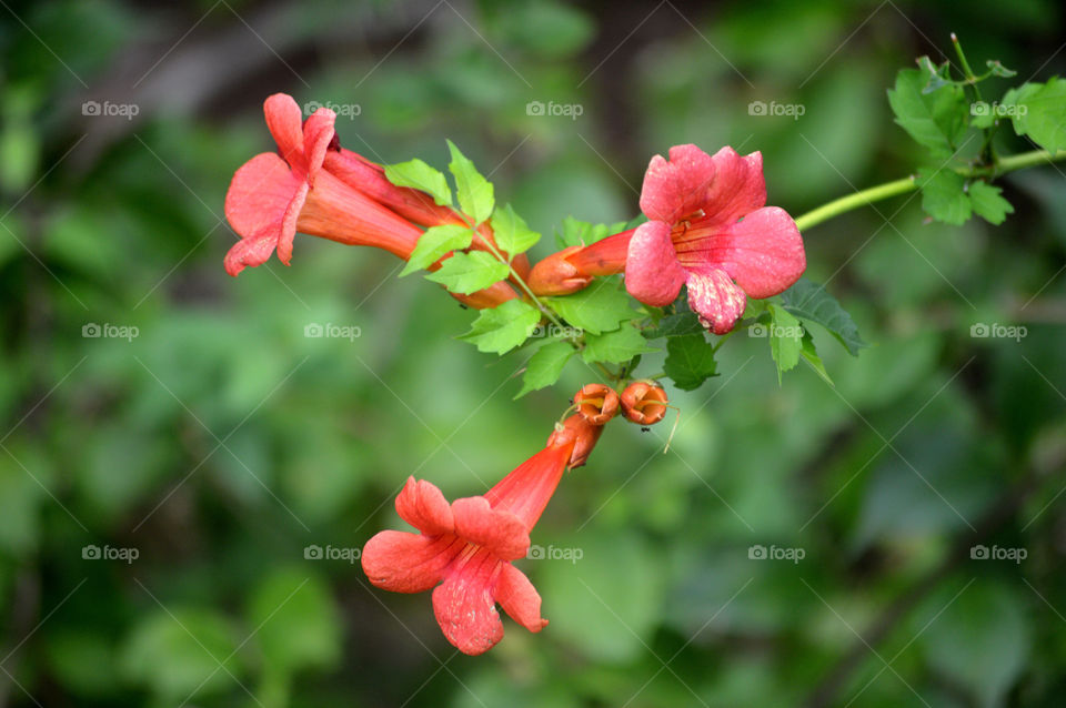 Trumpet vine