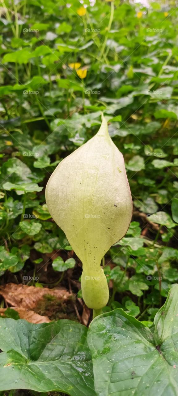 New born leaf