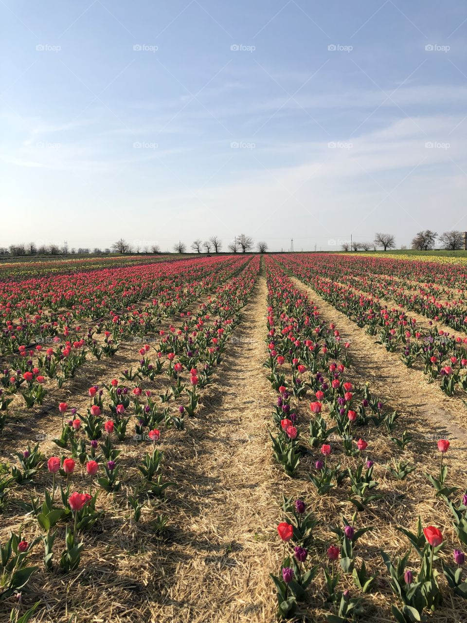 a field of beautiful tulips