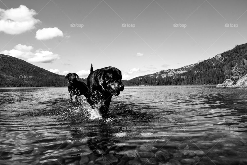 Dogs in water 