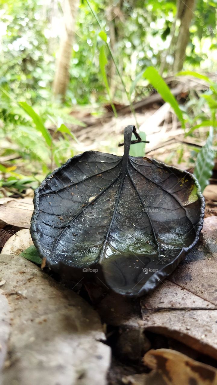 dry Pepper leaf (black leaf,)