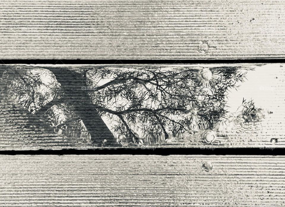 Tree reflection in water