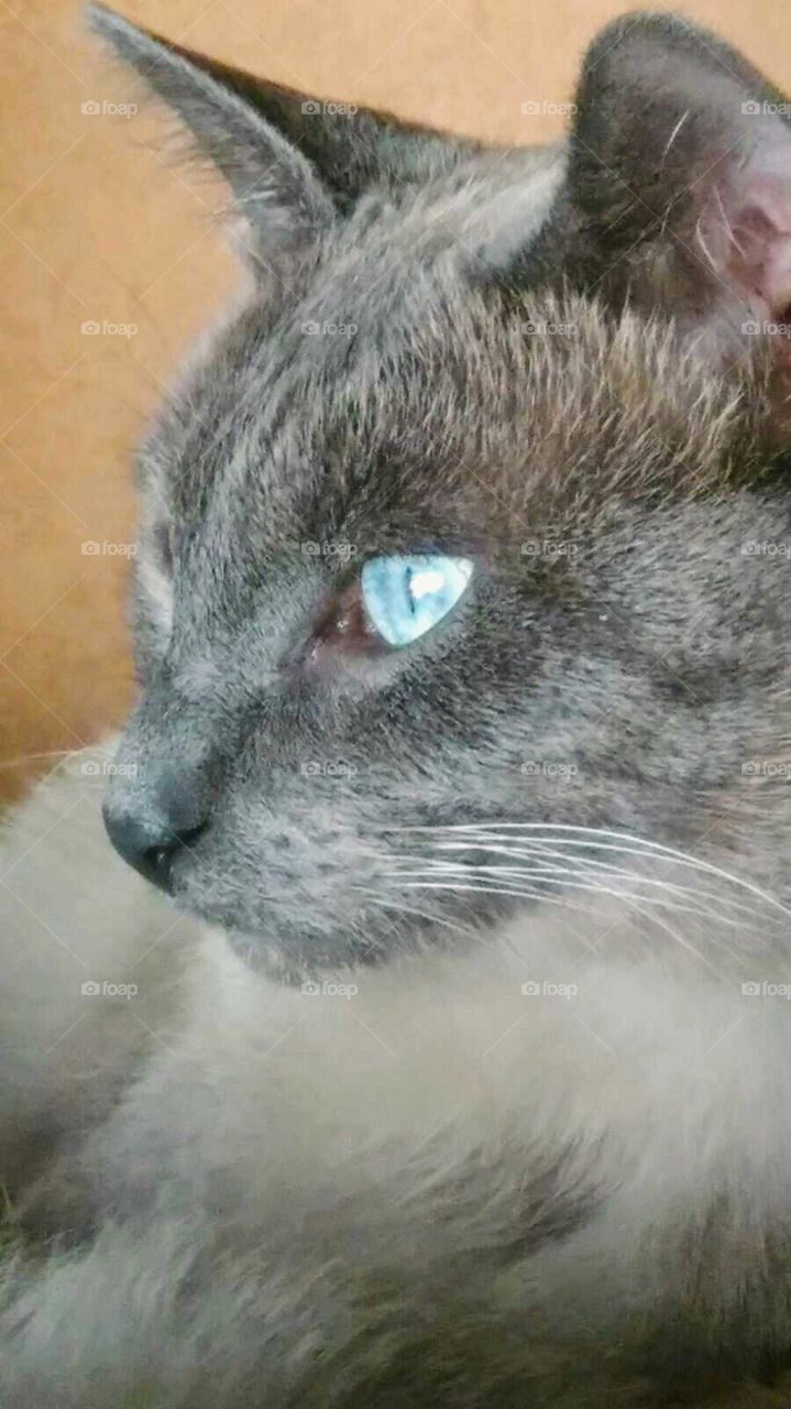 Beautiful blue eyes