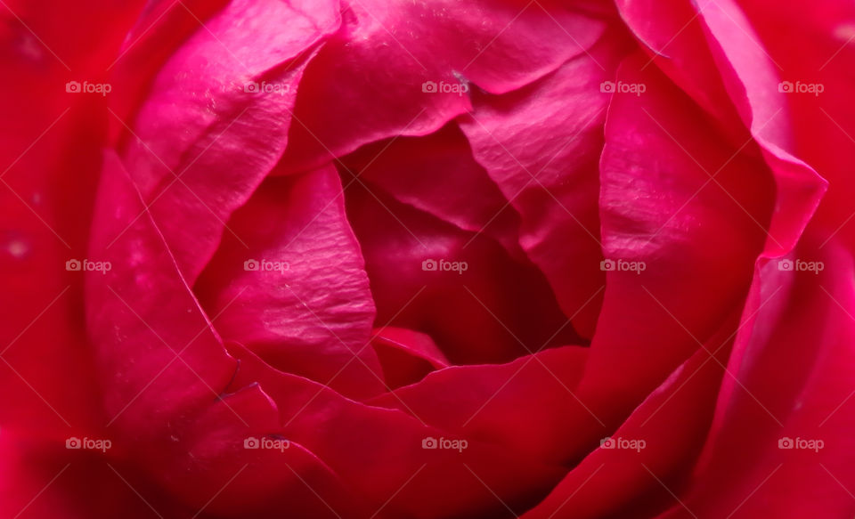 Macro shot of pink rose.