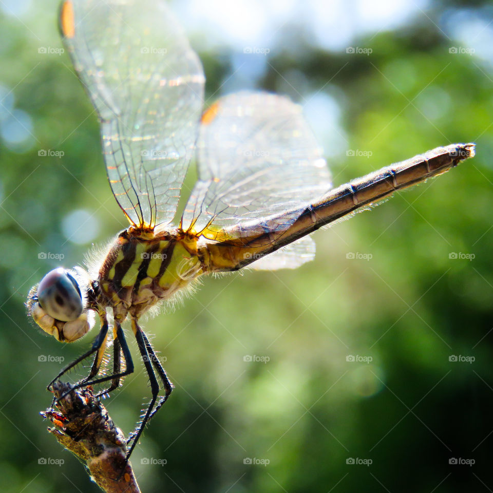 Dragonfly