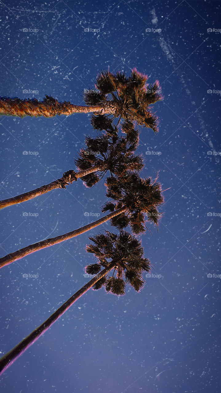 Palm Paradise Collection