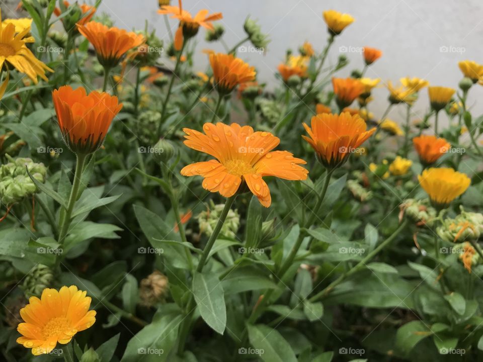 Orange marigold flowers with small raindrops on them.