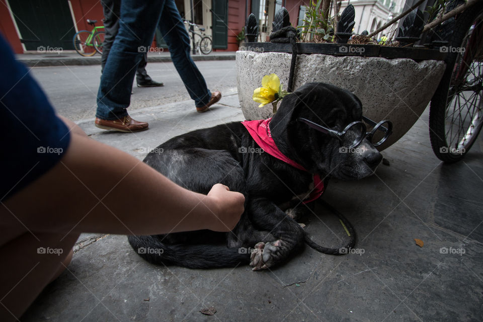 Street, People, Drag Race, One, Dog