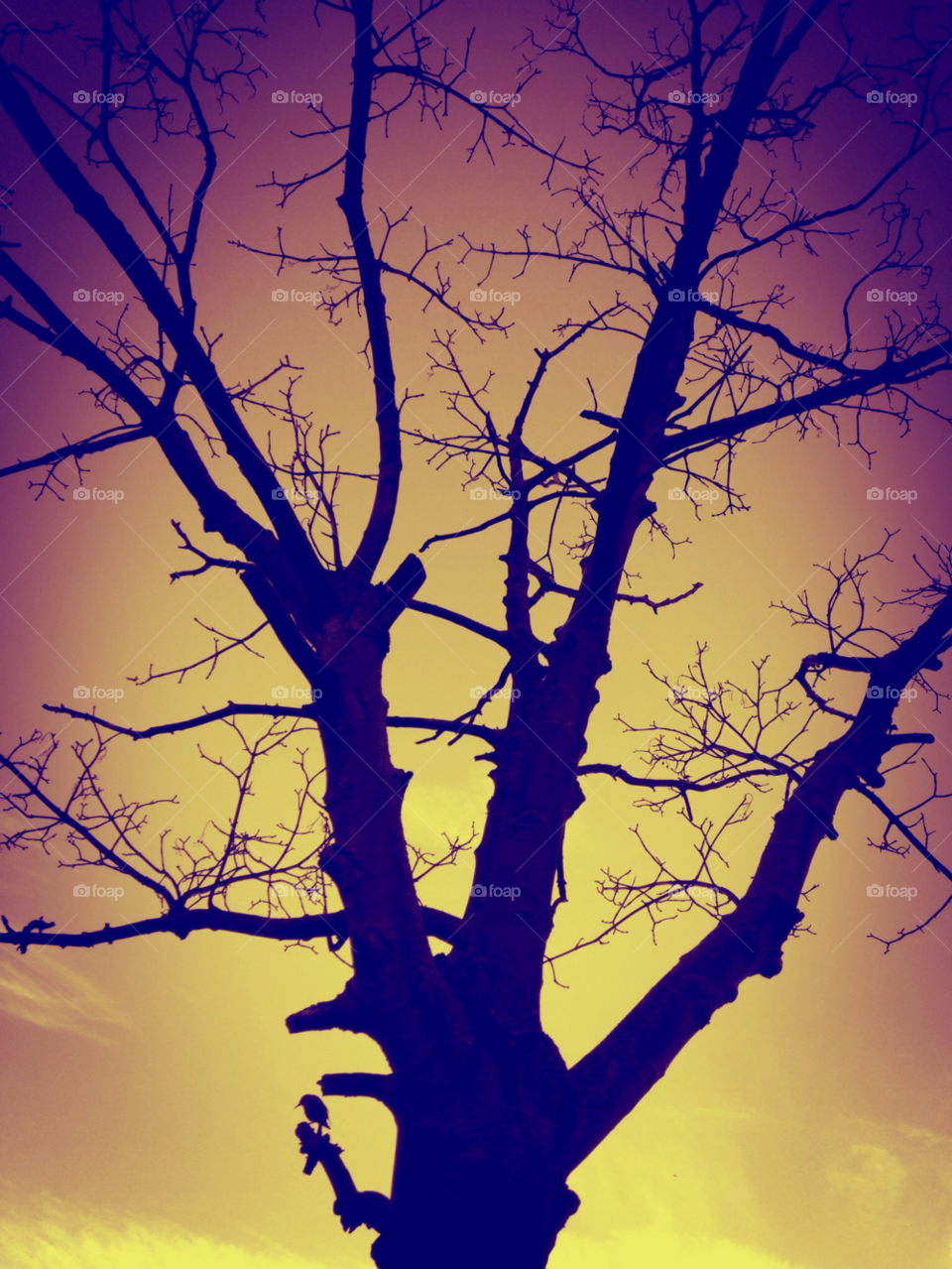 sky nature light tree by divine