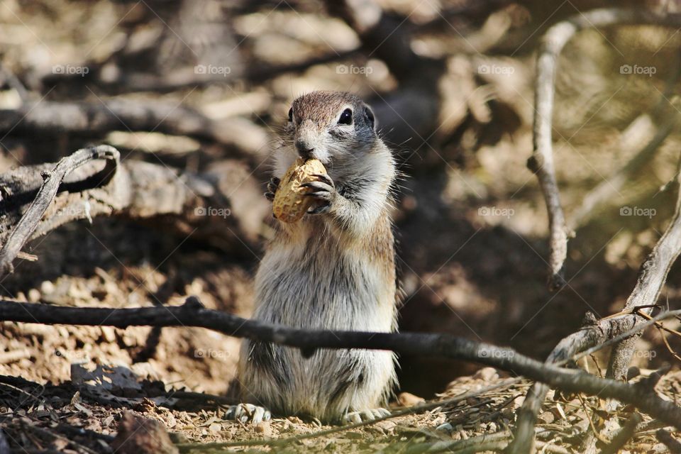 squirrel with peanut