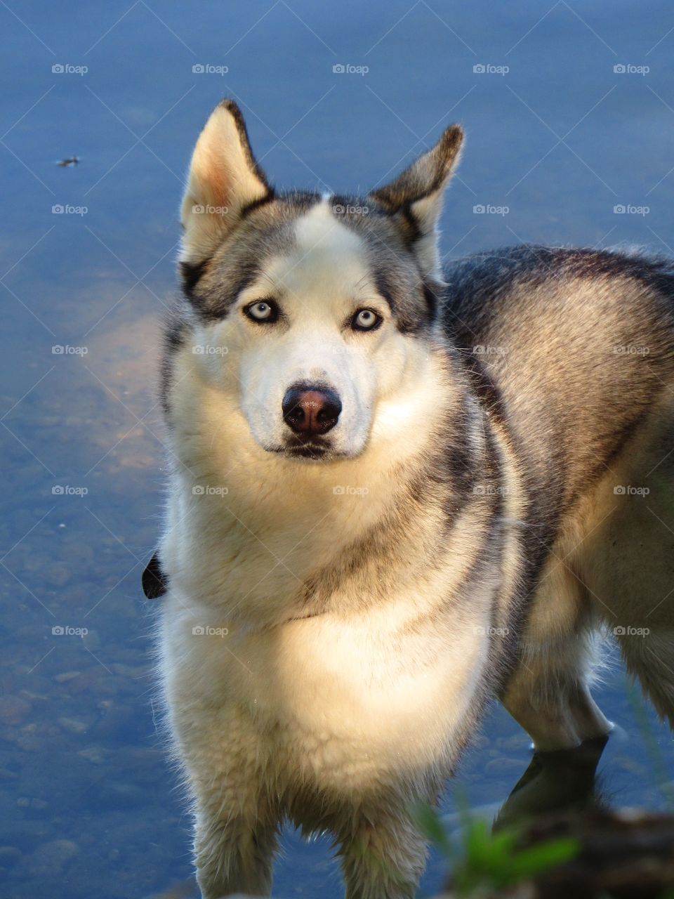 Canine beauty