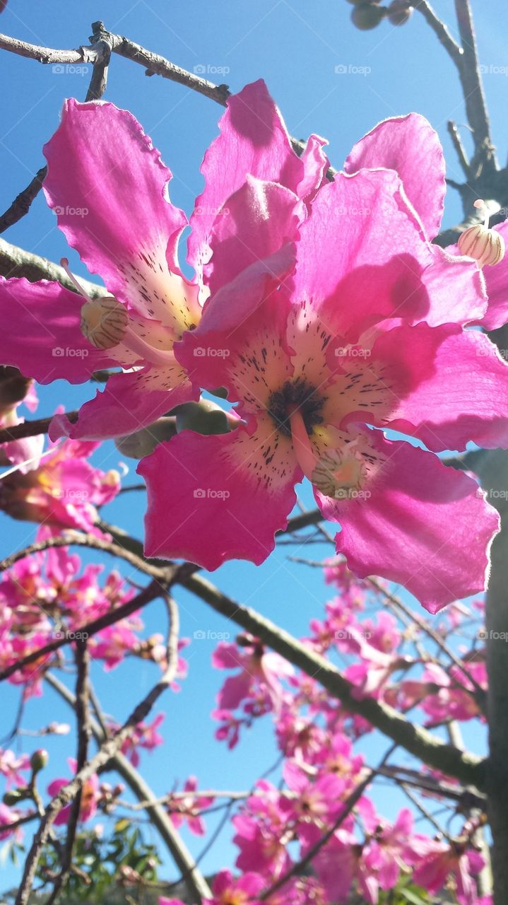 "Pretty Pink Flowers"