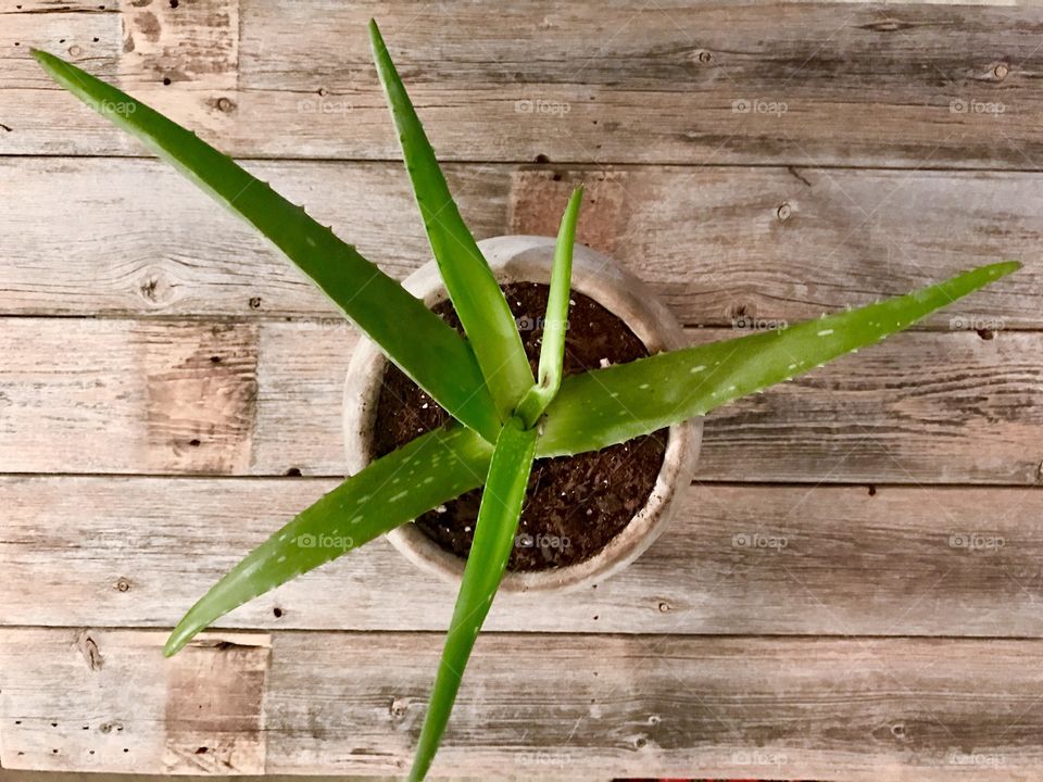Potted Plant on Wood
