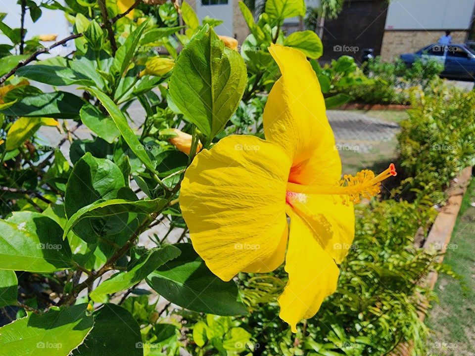 basking yellow petal