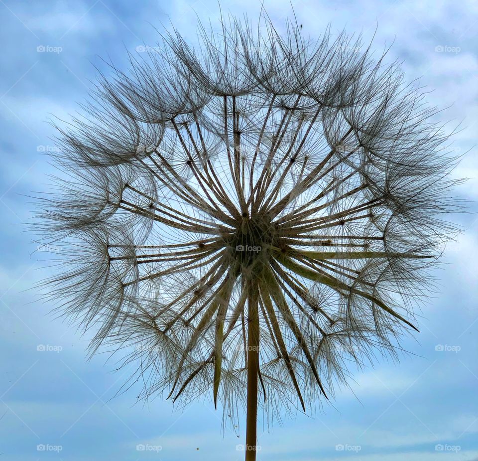 Dandelion seeds