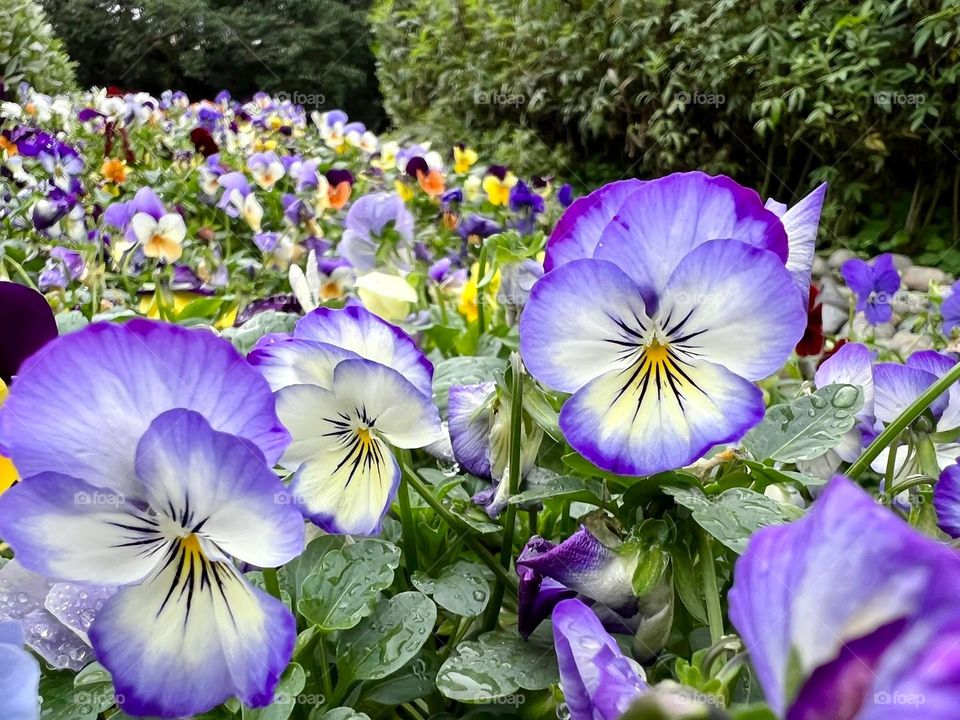 Beautiful flowers in bloom