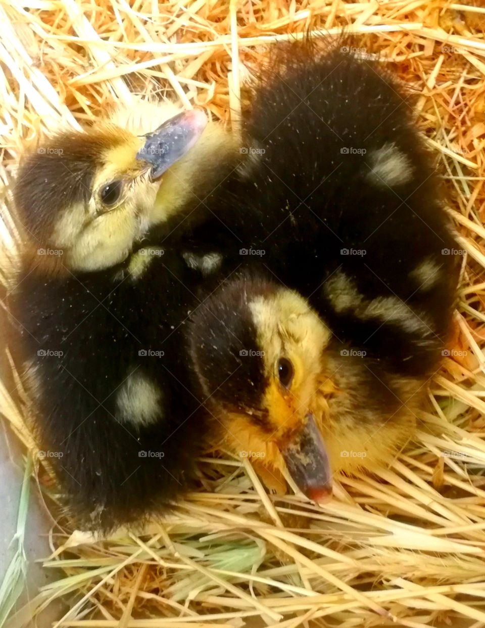 Little ducks