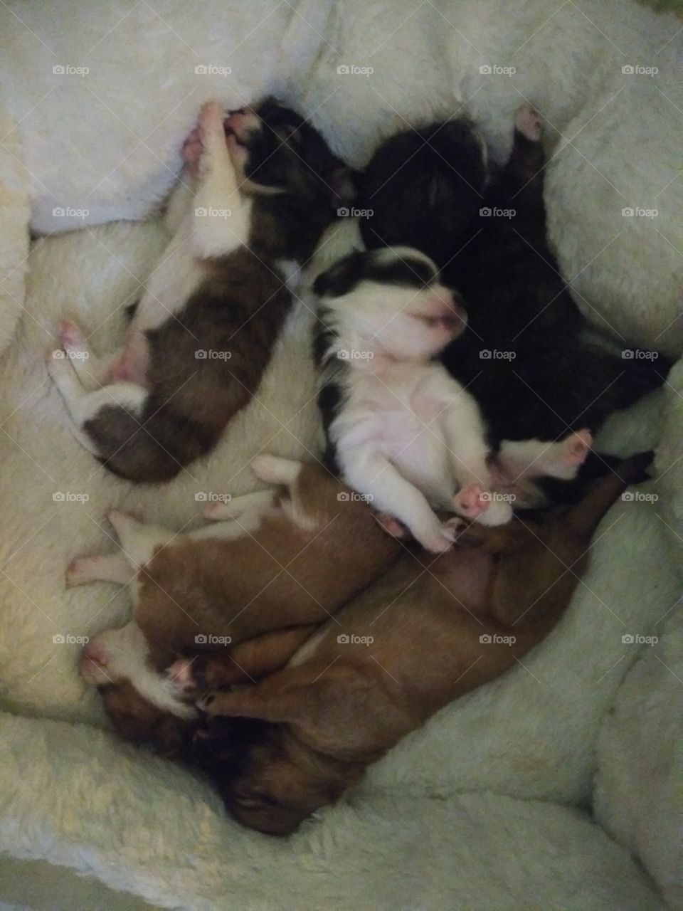 Sleeping puppies