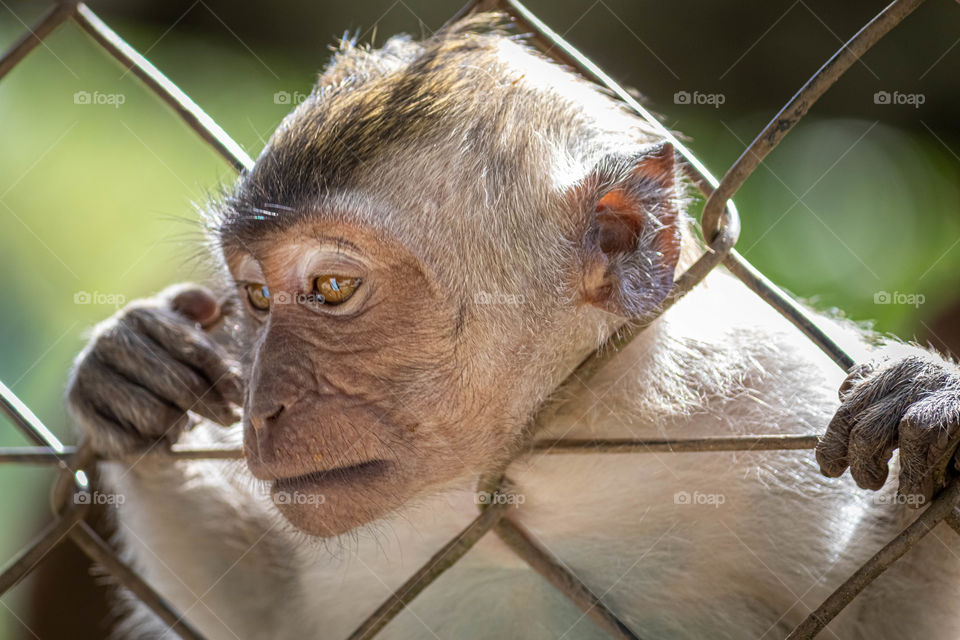 Sad locked monkey in the zoo