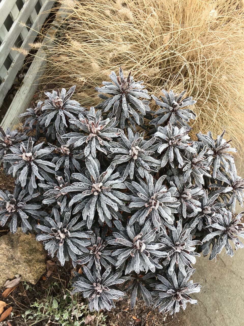 December morning frost in CT