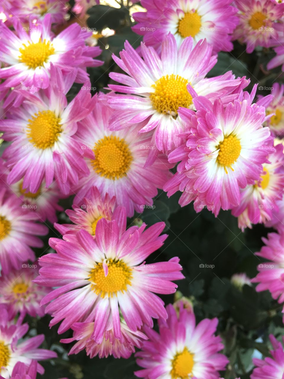 Pink and white flowers