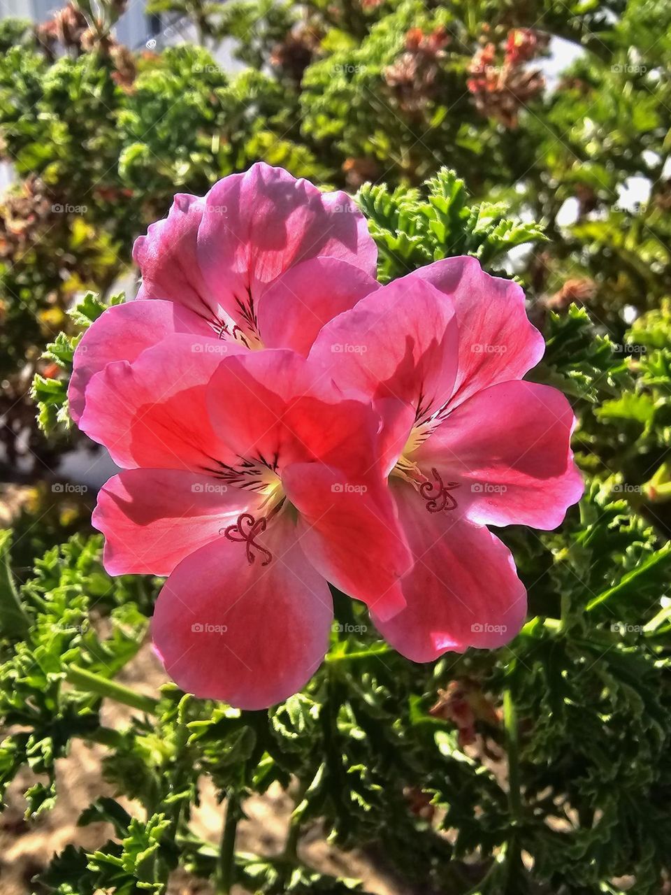 Flores Rojas