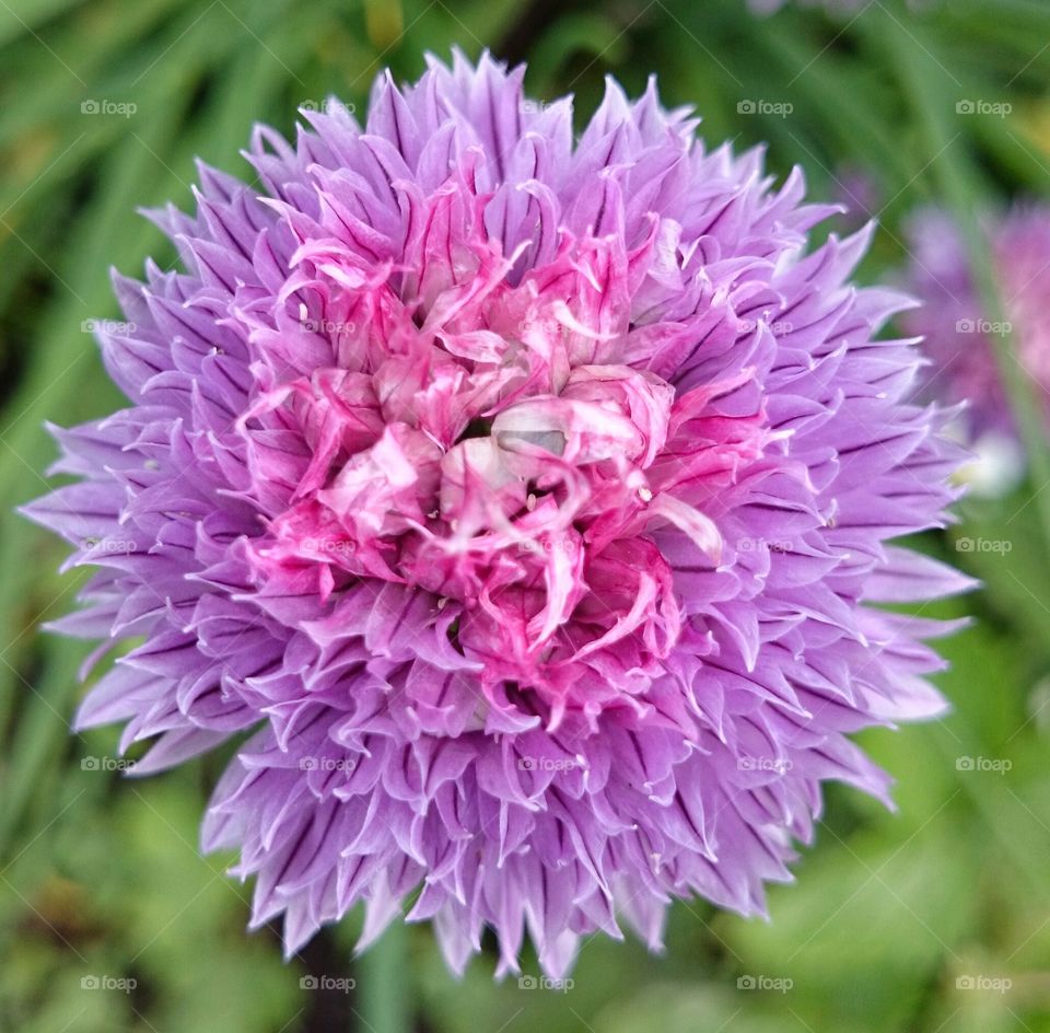 Close up of purple flower