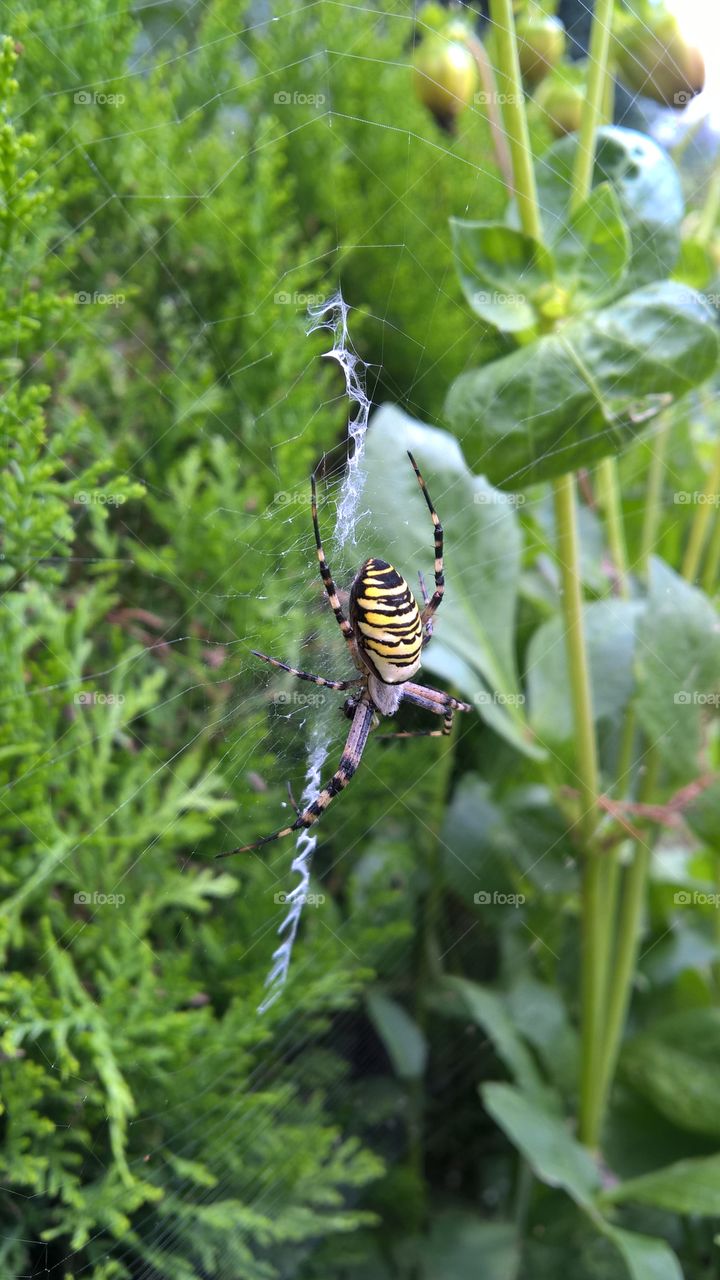 spider on a garden