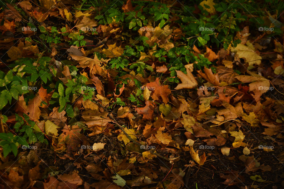 Упавшие листья