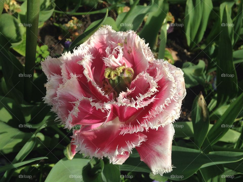 Tulip. Tulip in Holland park