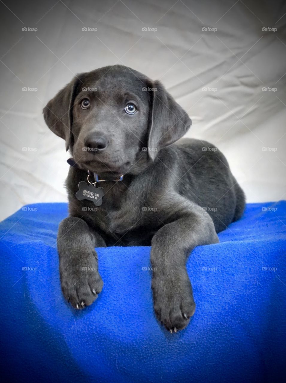 Gray Lab laying on  royal blue blanket with soft white background