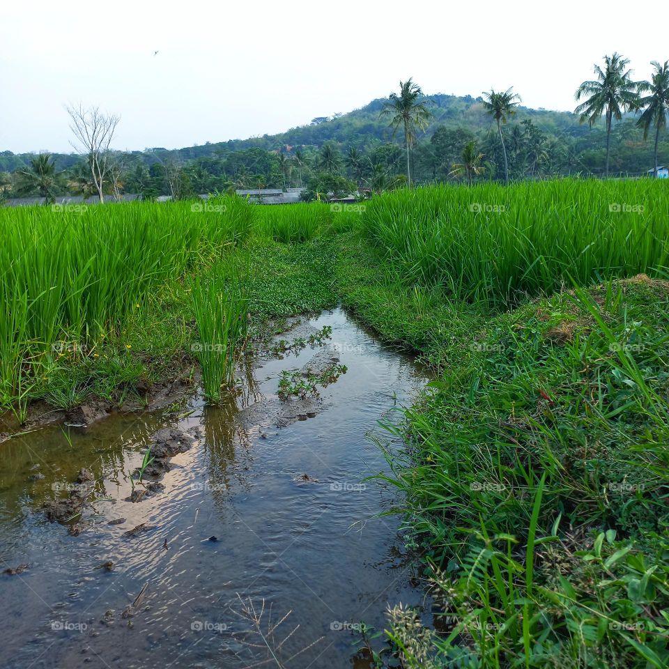 On the edge of the rice fields when evening arrives