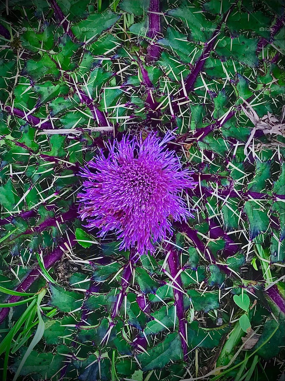 flower Plant Flowering plant Freshness fragility vulnerability Growth purple beauty in Nature Nature flower head
