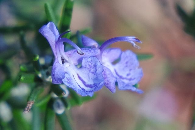 Purple flower