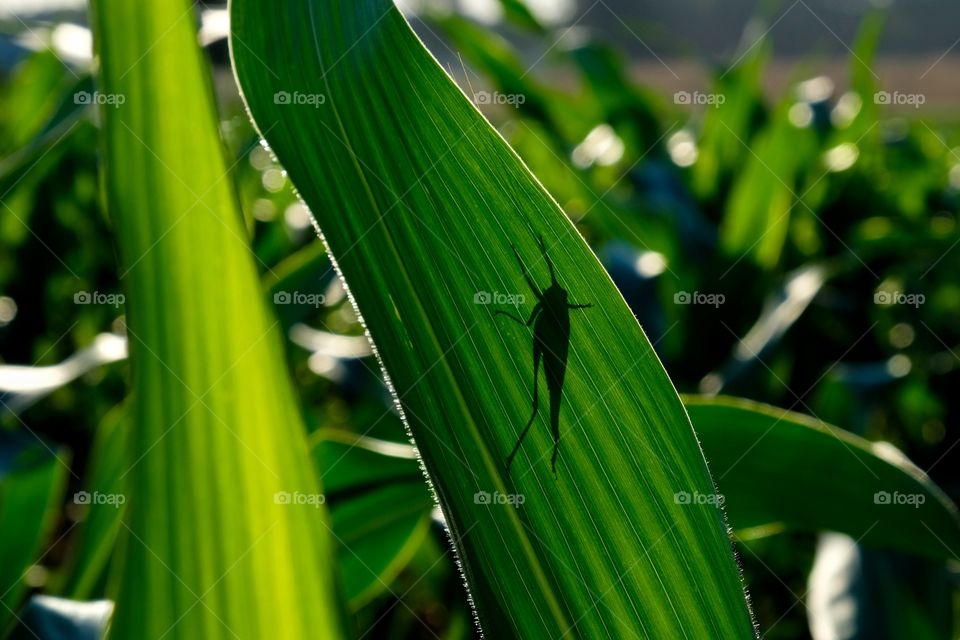 A grasshopper thinks it’s hiding behind a fresh green leaf of a cornstalk. North Carolina agriculture. 